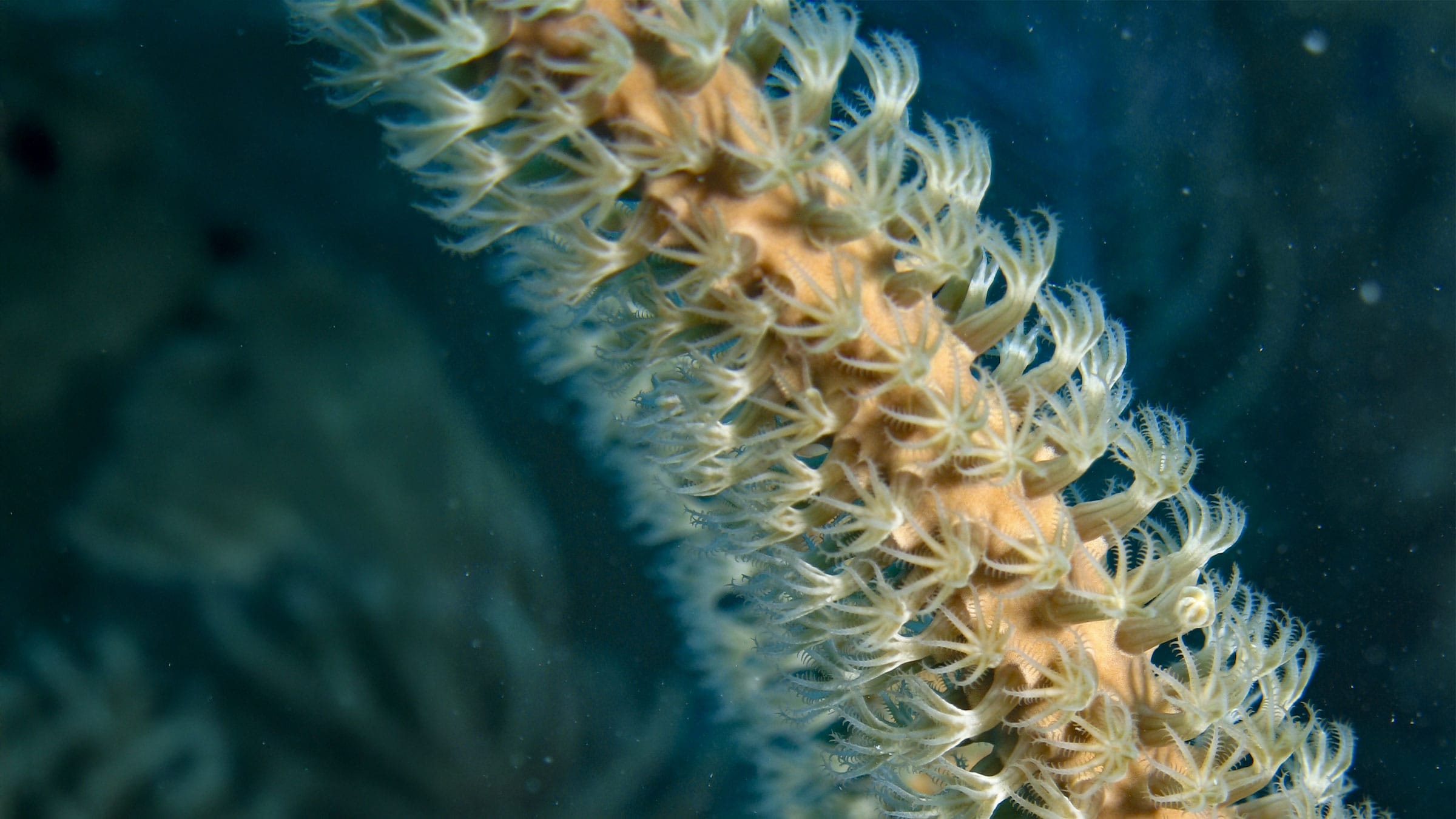 Soft Coral off the coast of Islamorada Florida