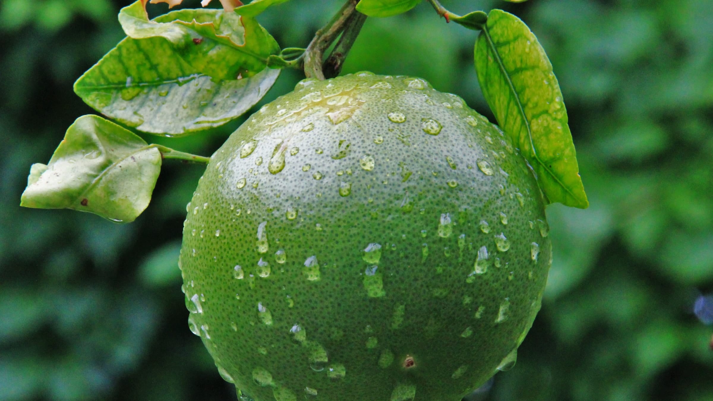 Close up of fruit growing on a tree