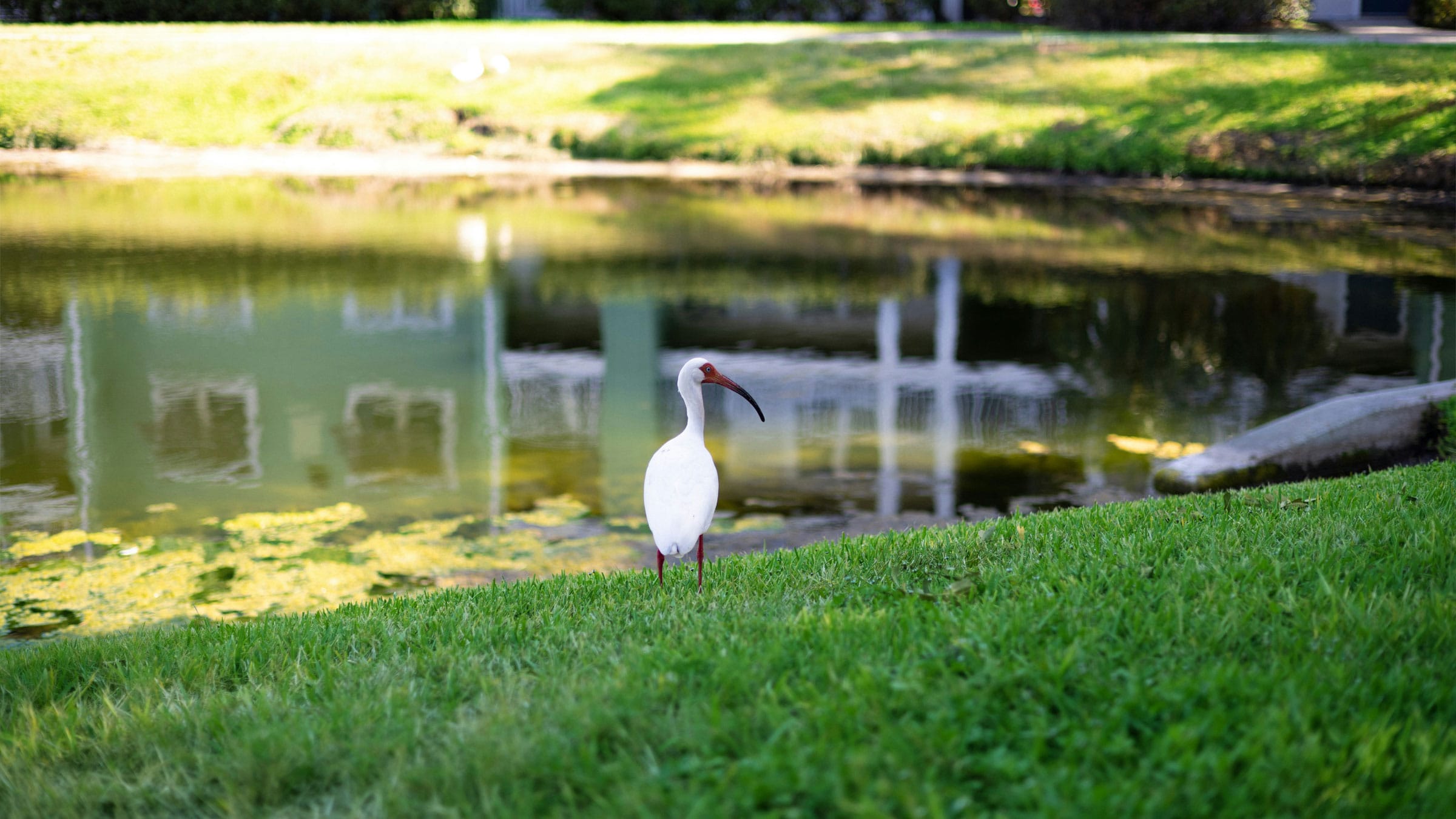 white bird standing on top of a lush green field