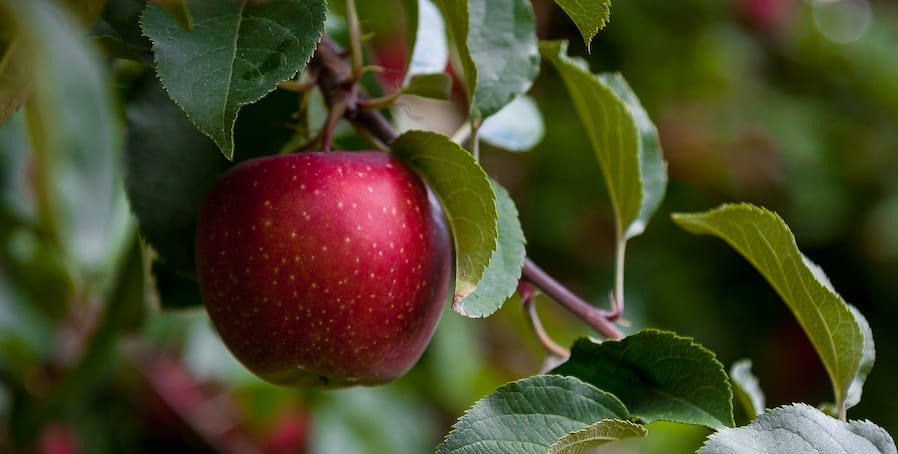 apple on tree