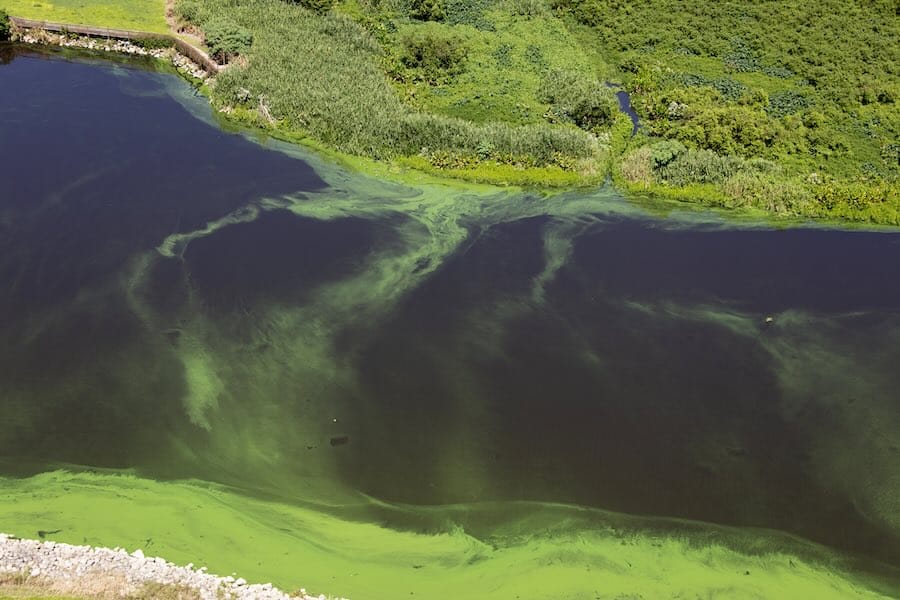 cyanobacteria - blue green algae lake okichobee