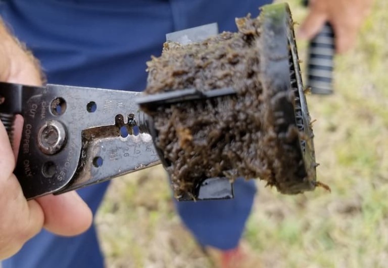 blog full bryozoans and their impact on your irrigation system