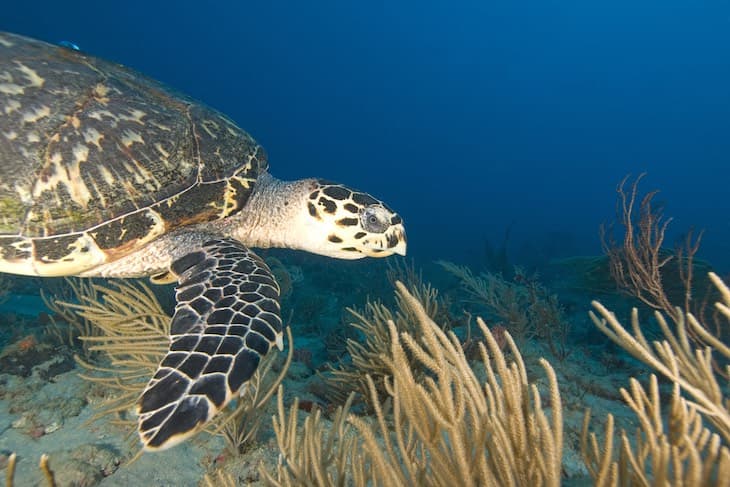 Turtle