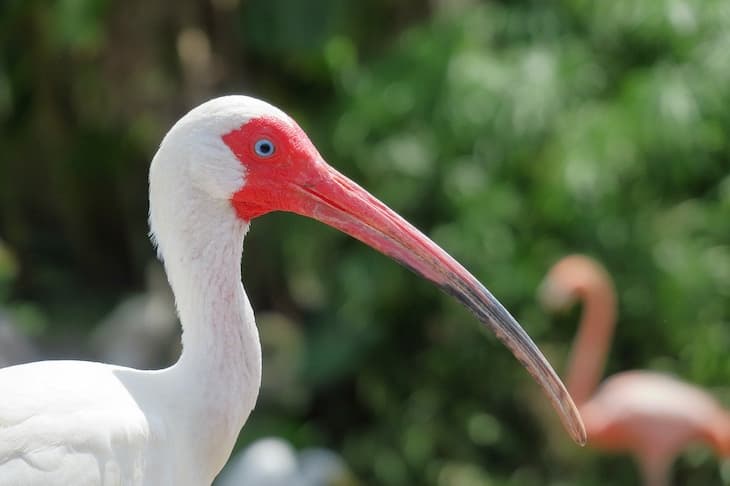 white ibis