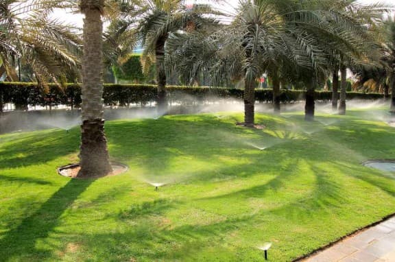 Lots of sprinklers going off around grass and palm trees