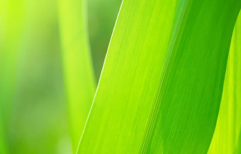 single blade healthy grass