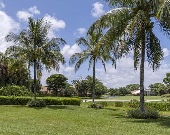 Palm trees and grass lawns