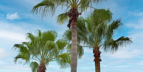 Wellen Park Case Study form background image