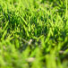Close up of grass