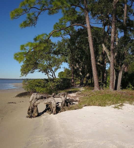 Beach Fauna