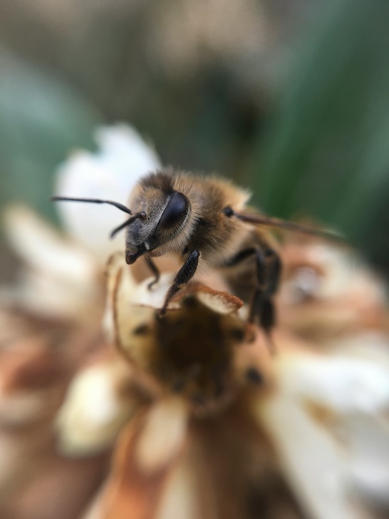 Bee