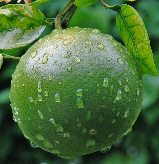 Unripe orange Florida