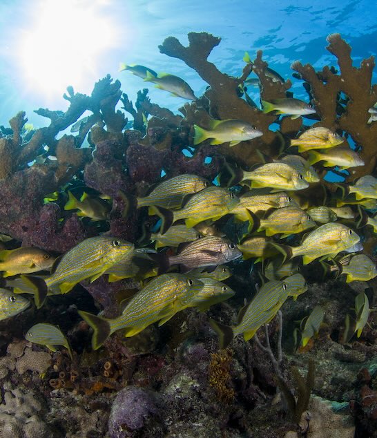 Fish and a Coral Reef