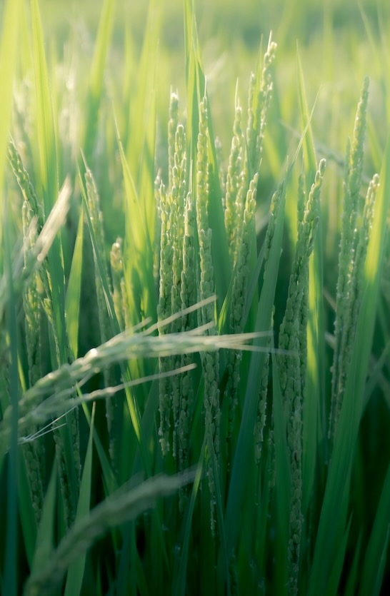 Rice growing