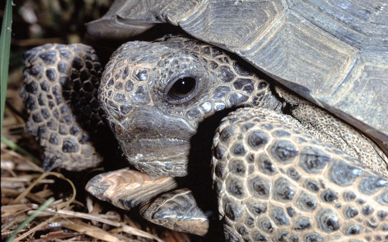 Gopher Tortoise