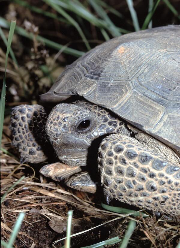 Gopher Tortoise in Florida