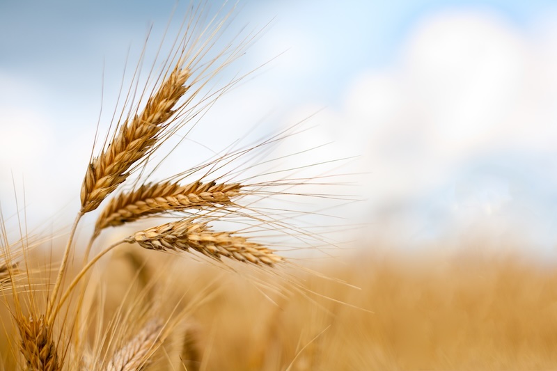 Wheat Ripening in a Field