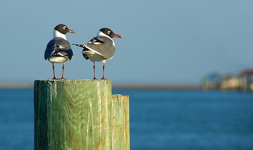 Laughing gulls