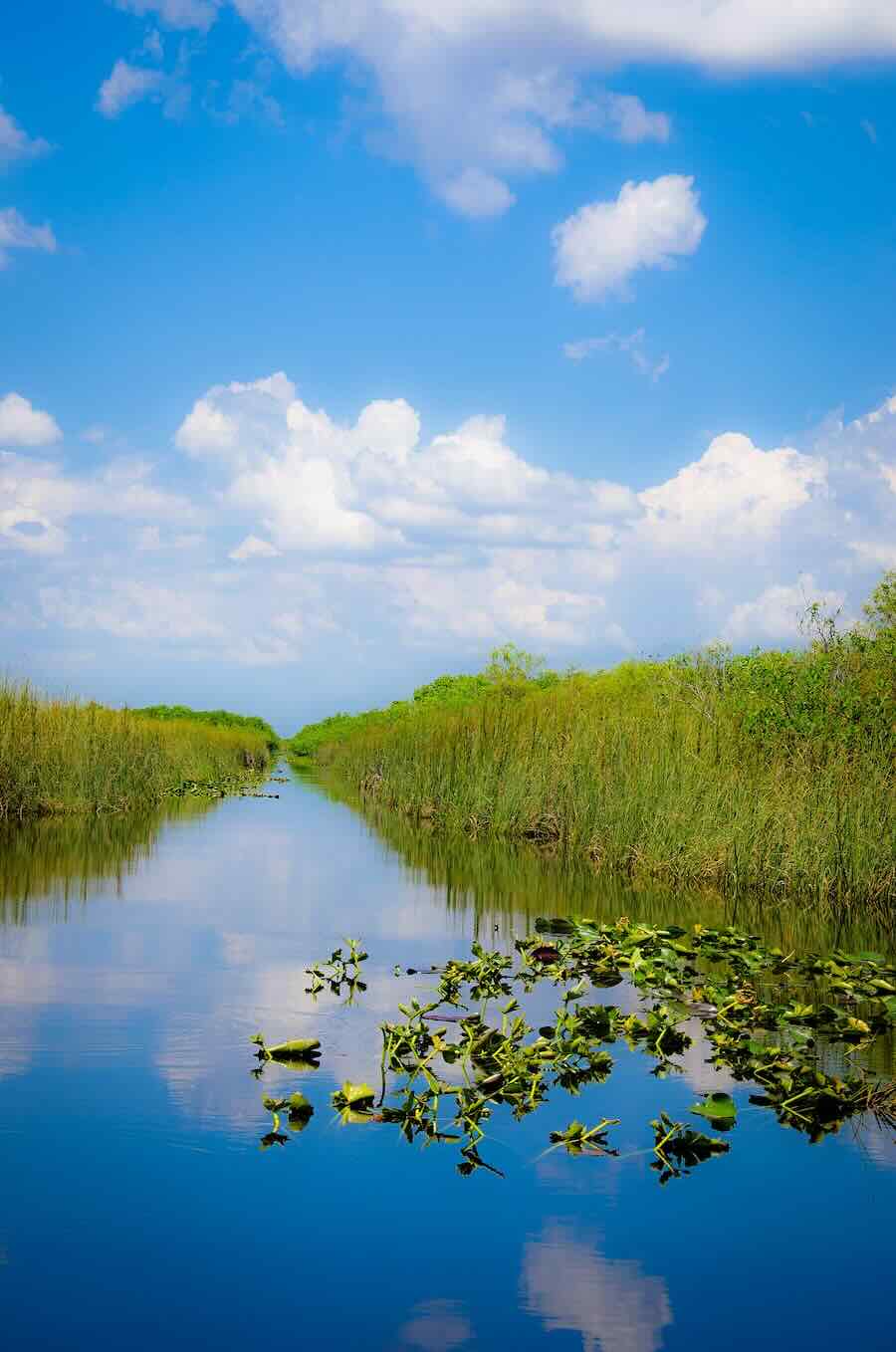 Miami Everglades