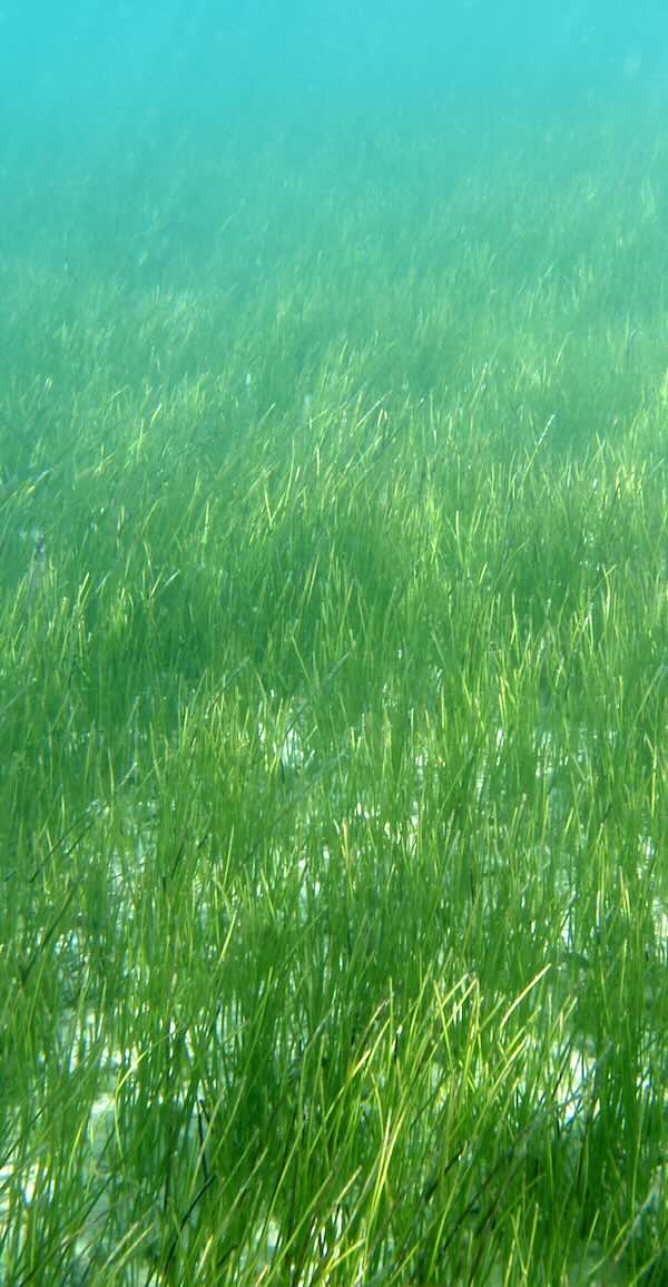 Florida Seagrass Bed