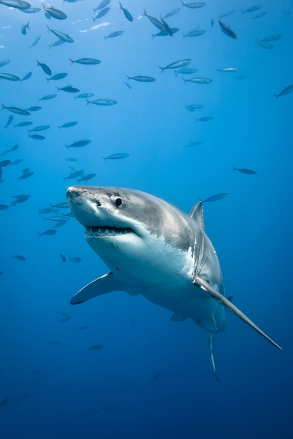 Great White Shark off the coast of Florida