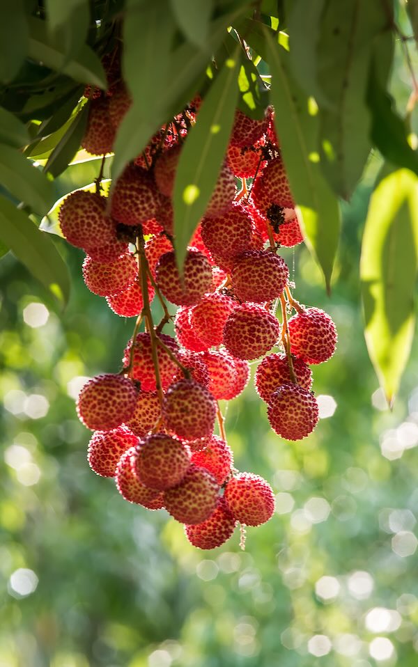 Lychees on a branch