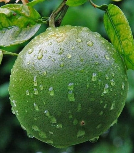 Ripening Orange in Florida
