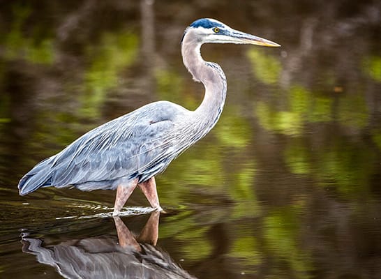 Heron bird