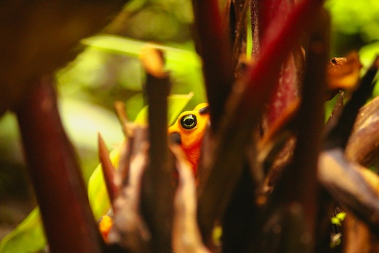 Frog