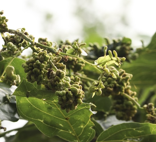 Pongamia