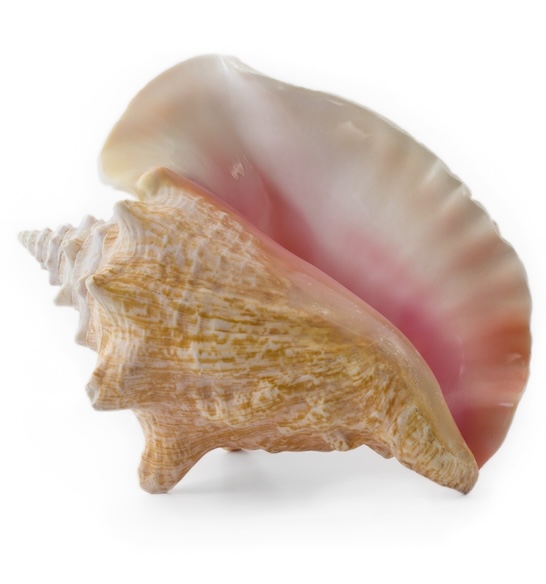 Queen conch