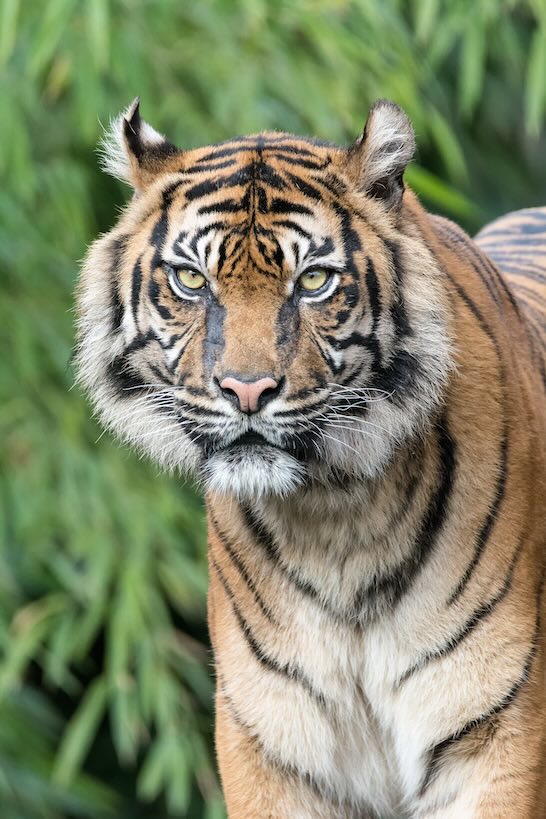 Tiger tiger