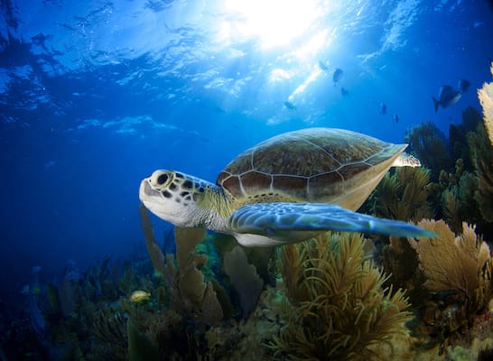 Florida Sea Turtle