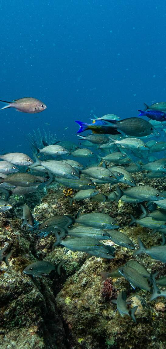Coral Reef