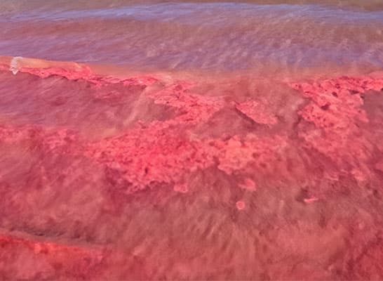 Red tide