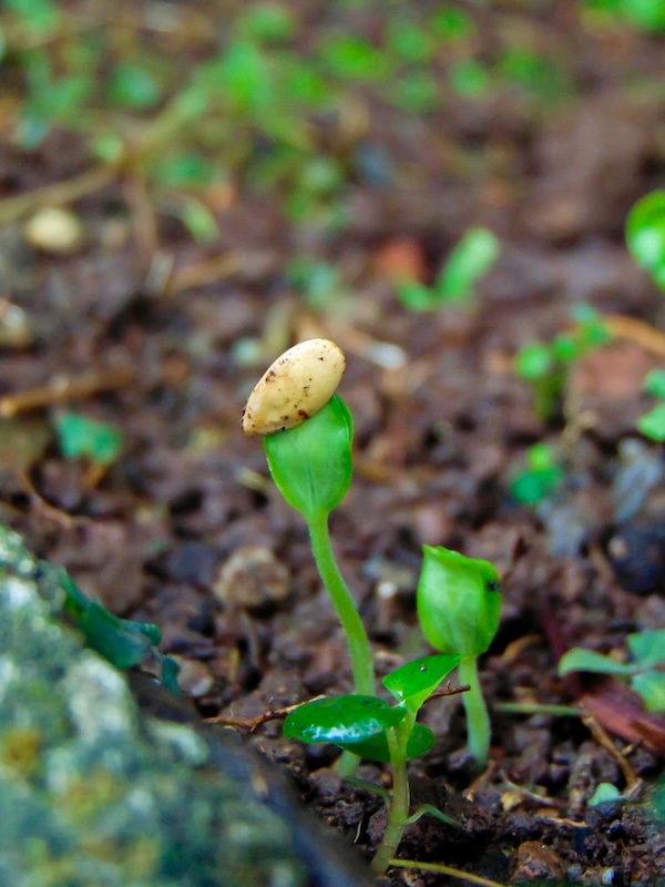 Watermelon Seedling Growing on Florida Farm