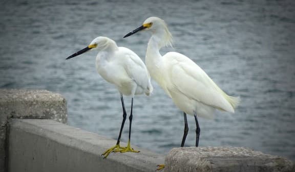 White Egrets