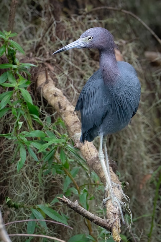 little blue heron