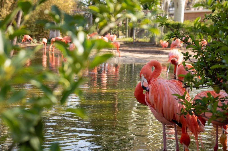 Pair of Dolphins, Florida Coast