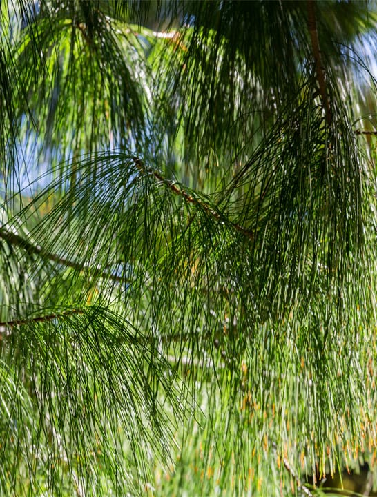 Longleaf Pine