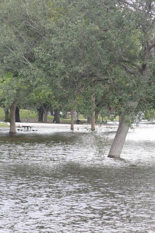 Florida flooding with trees under water