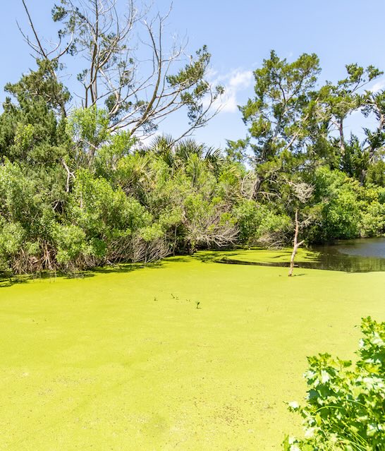 Algae Florida creek