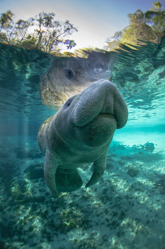 Florida manatee