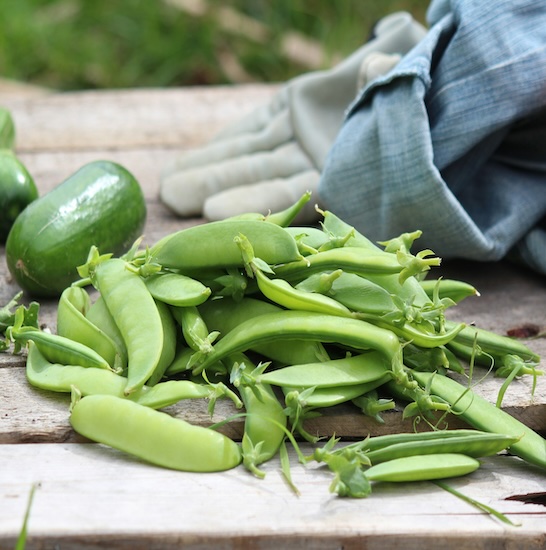 Urban farm