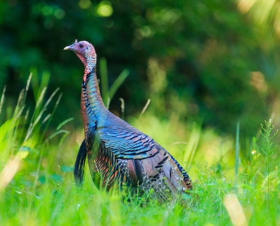 Wild turkey in Florida
