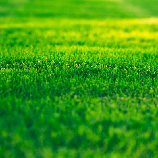 Close up of really green vibrant grass