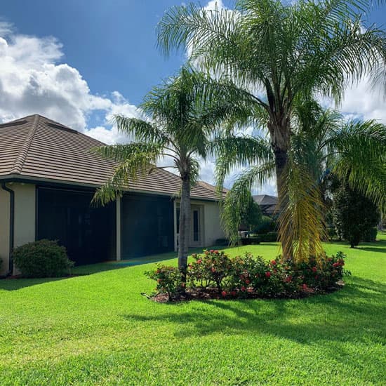Garden of a house with a palm tree